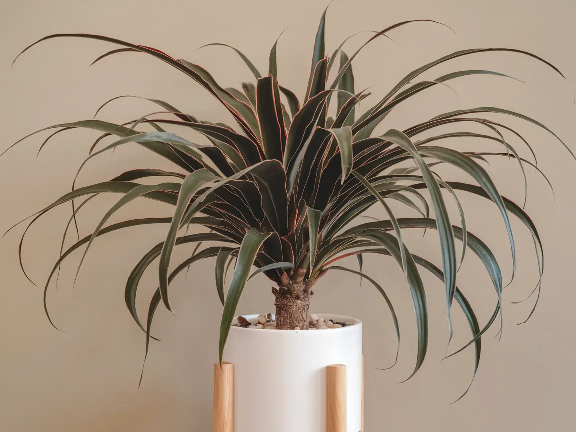 care dracaena plants