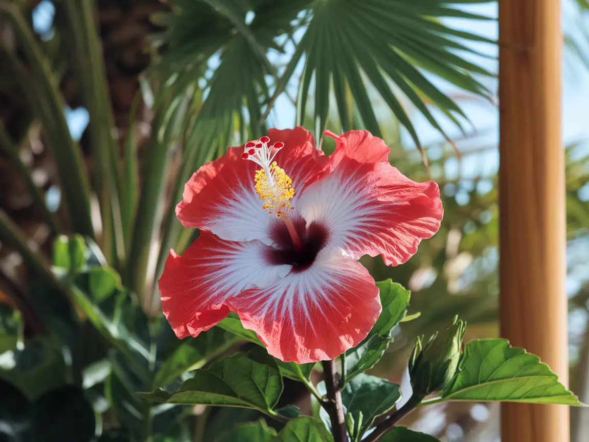 Hibiscus Flower Meaning Explained: The Hidden Symbolism 9 hibiscus flower meaning