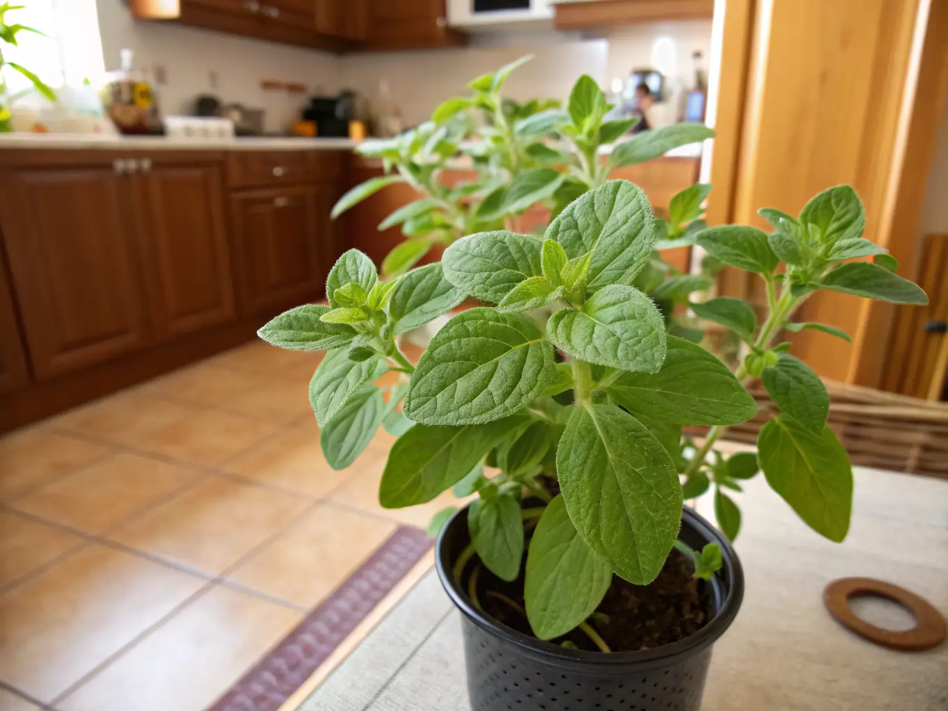 Easy Guide: Growing Oregano Herbal Plants in Your Kitchen 6 easy guide growing