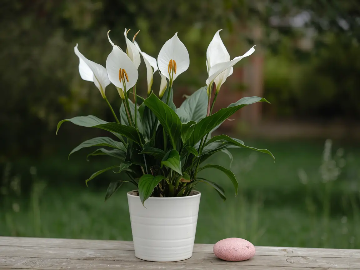 peace lily care