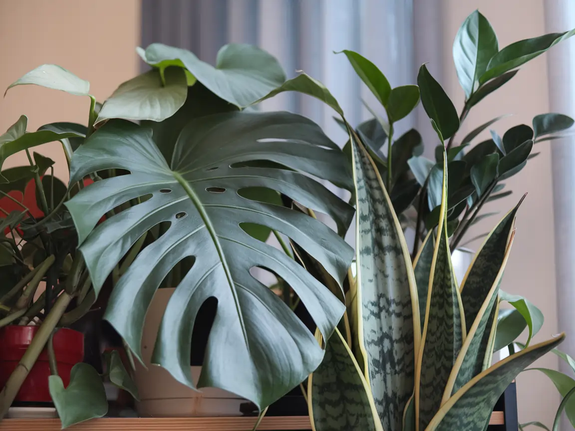 houseplant watering guide