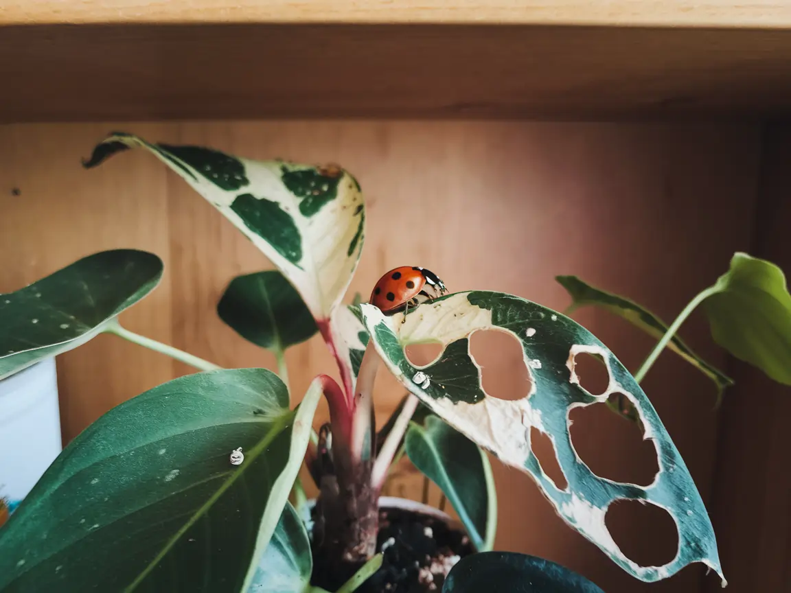 Natural Pest Control for Indoor Plants: 10 Effective Methods 9 natural pest control