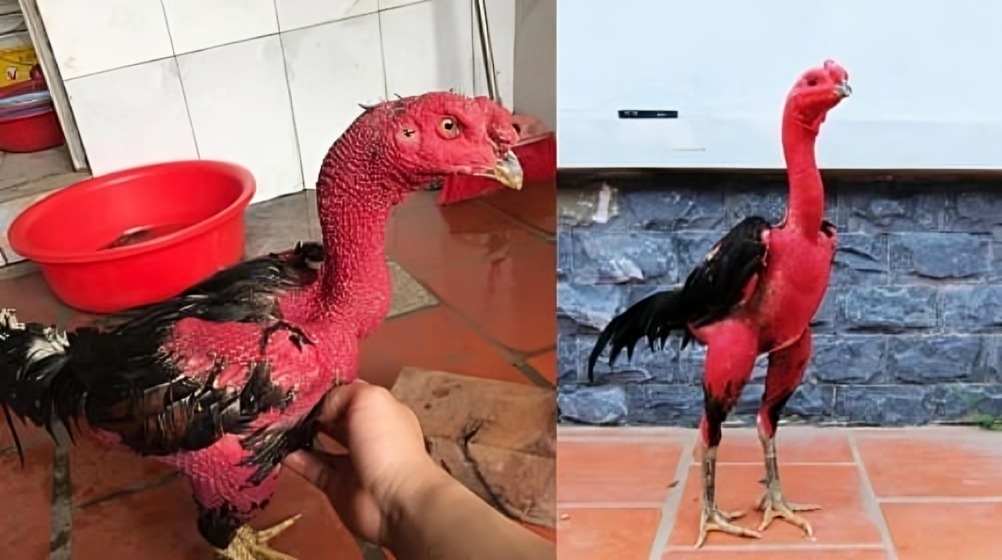 Cach Pha Hon Hop Nghe Do Cho Ga 2.jpg
