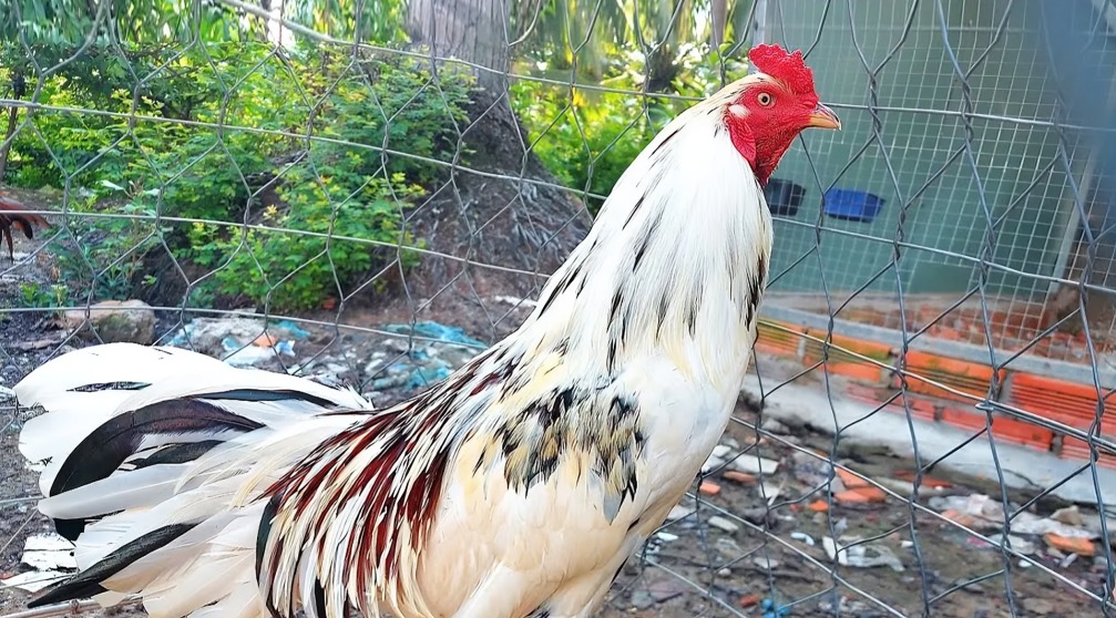 Ga My E28093 Thai lai.jpg