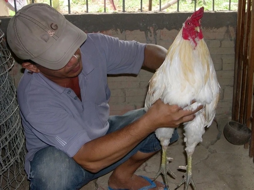 Huan luyen va chon loc trong Nuoi Ga Da.jpg