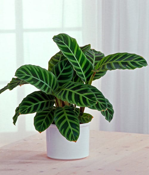 1. Calathea Zebrina.jpg