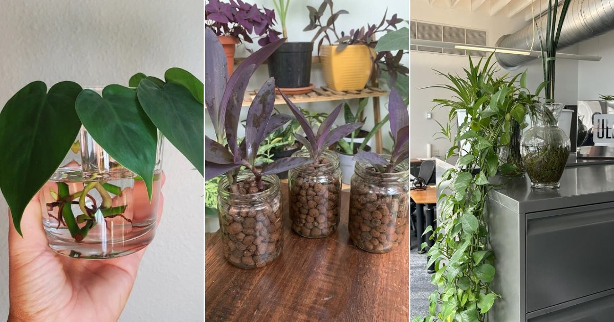 trailing plants grow