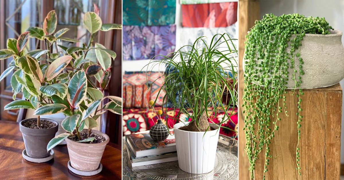 indoor plants that