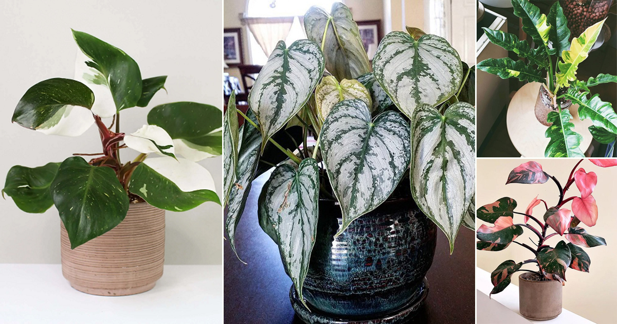 best variegated color