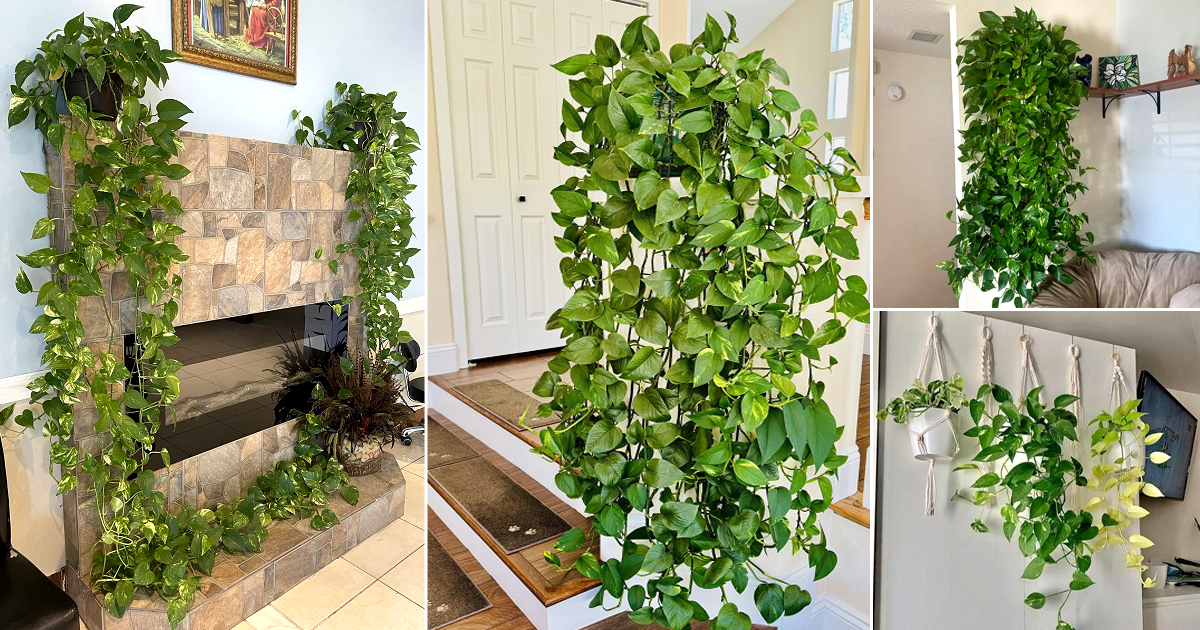 18 Pothos Waterfall Ideas to Try at Home 2 pothos waterfall ideas