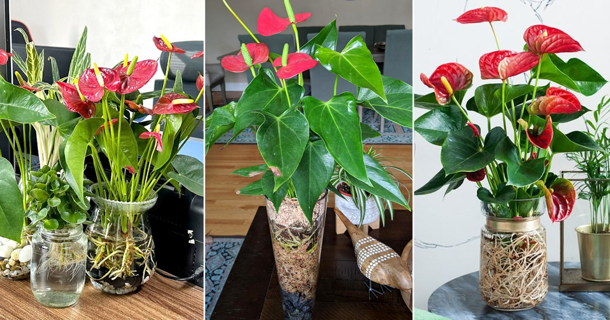 ways display anthurium
