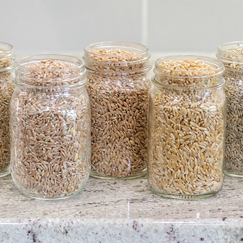 Ancient Grains 101 4 ancient grains 101