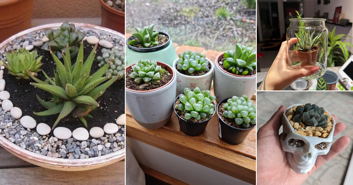 haworthia planting ideas