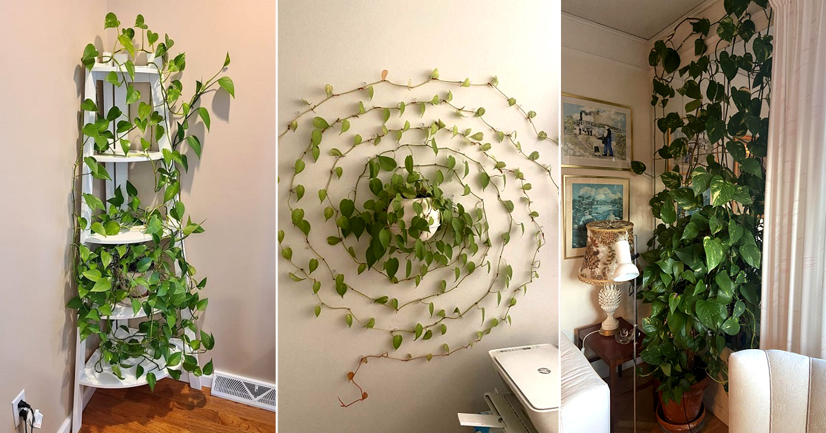 23 Beautiful Climbing Pothos Ideas for Inspiration 1 beautiful climbing pothos