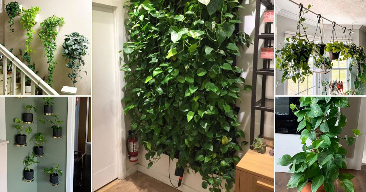 ideas grow pothos