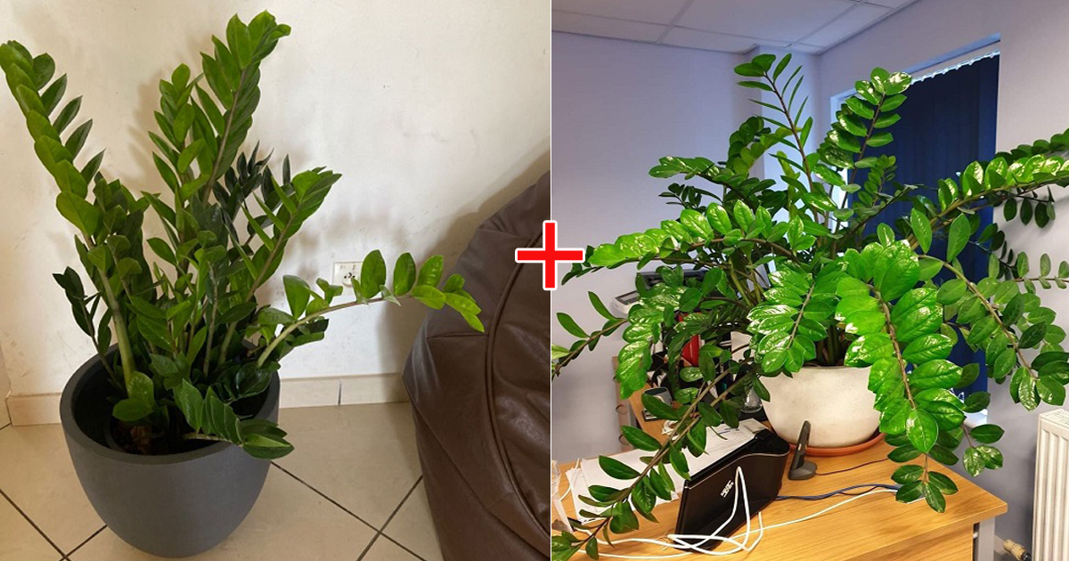 5 Worst Spots to Grow a Zz Plant in Home + The Best One 8 worst spots grow