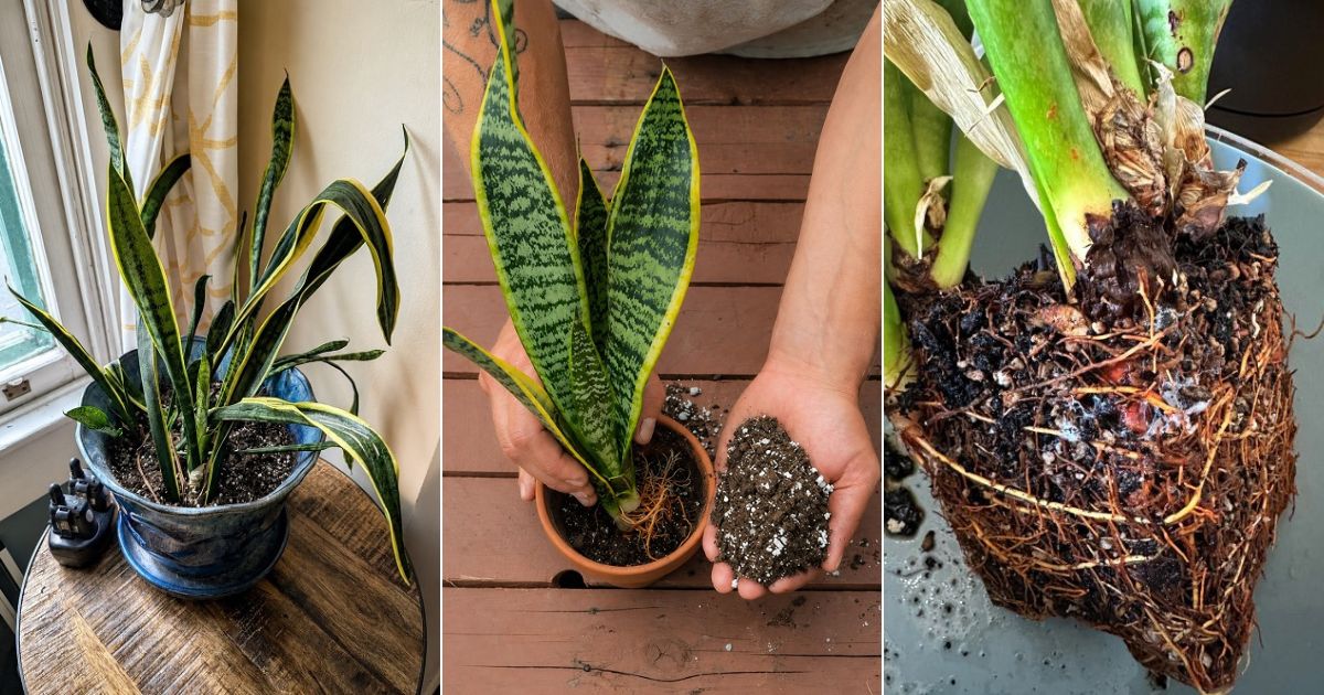 ways revive dying