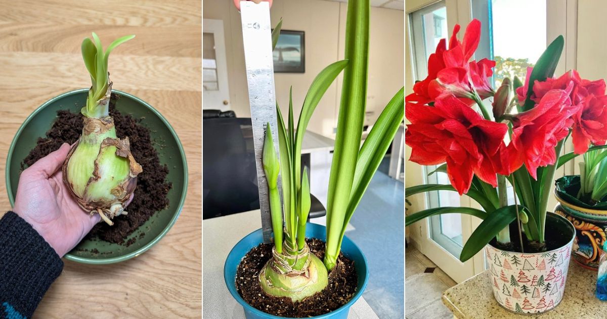 get your amaryllis