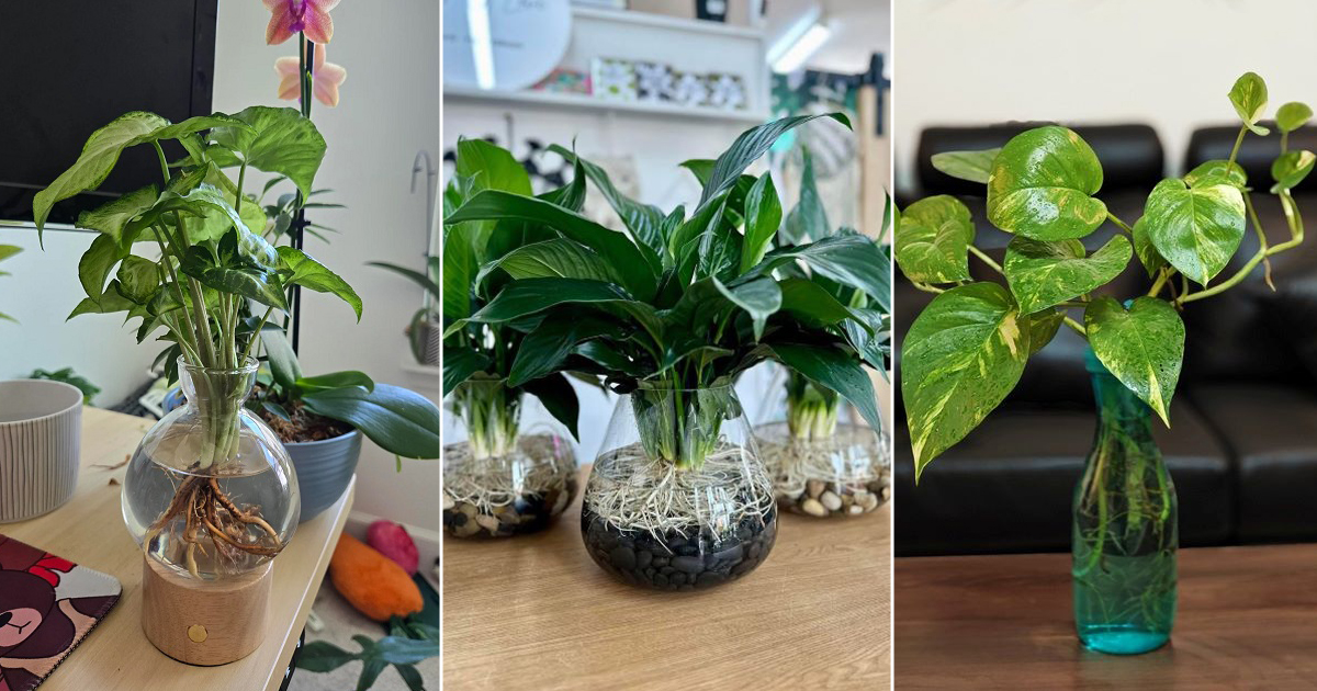 airpurifying houseplants you