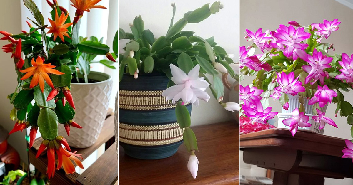 best christmas cactus