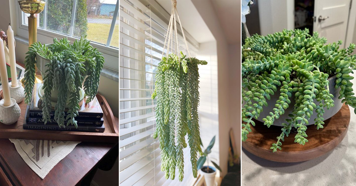 7 Best Places to Keep a Burro’s Tail in Your Home (And the Worst) 1 best places keep