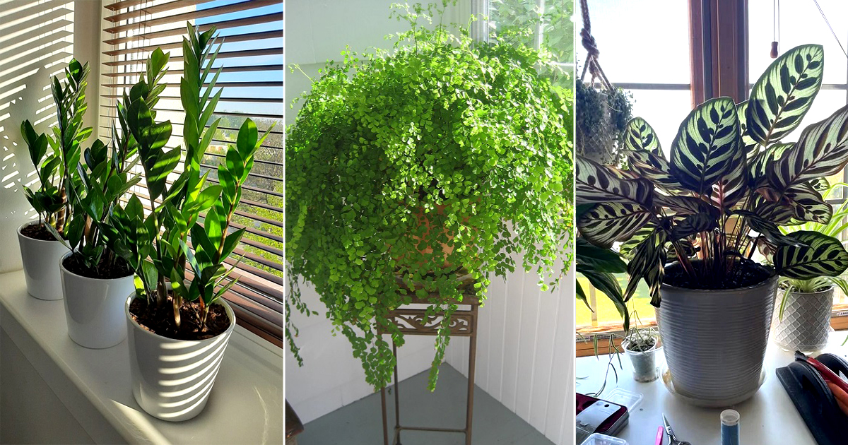 indoor plants you