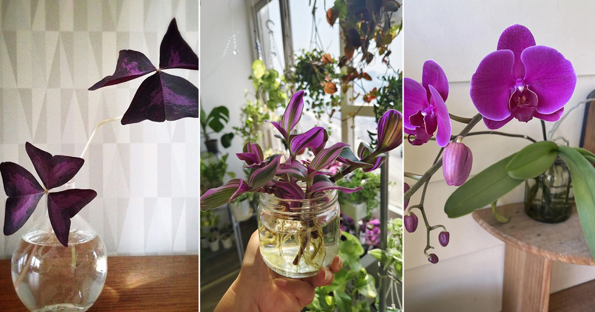 prettiest purple plants