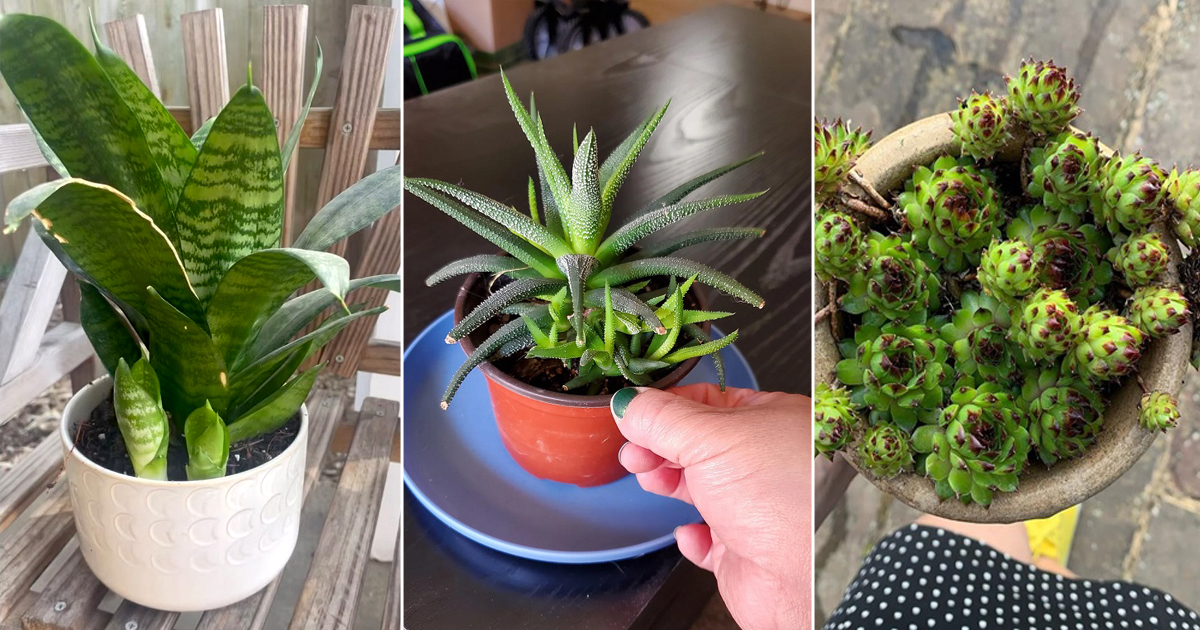succulents that produce