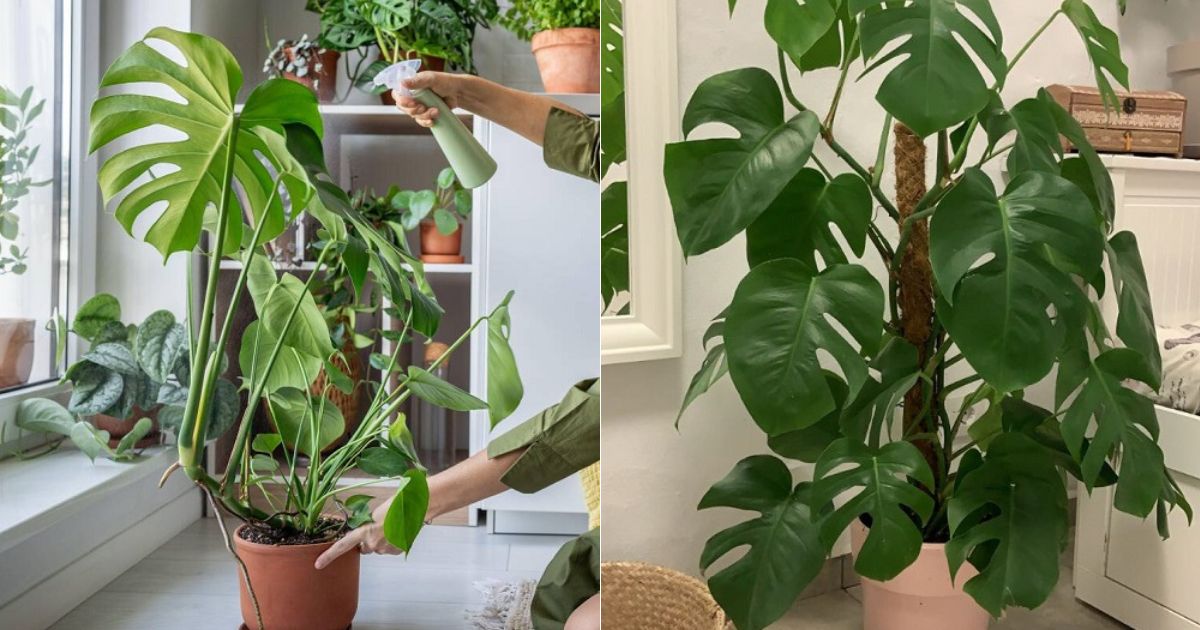 tips grow size