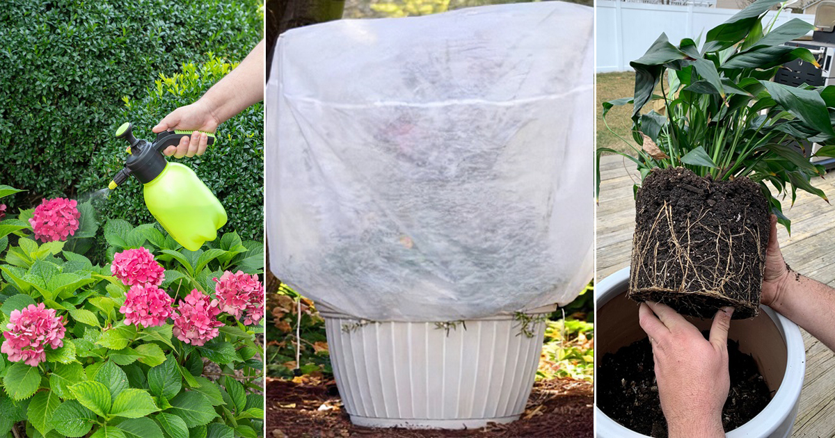 container gardening tips
