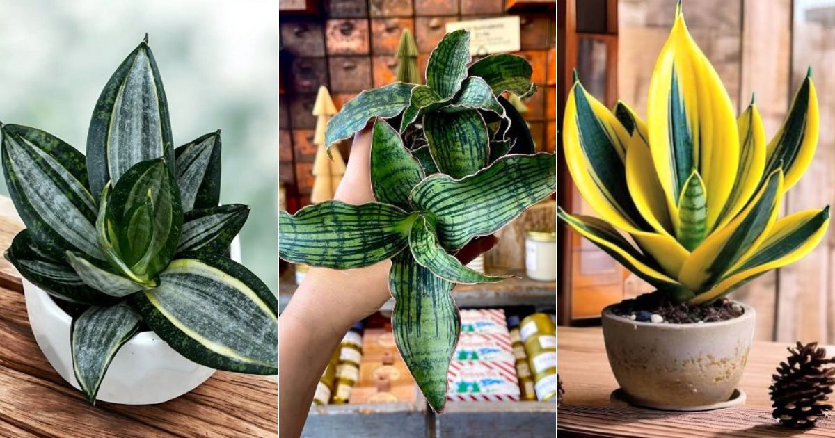 baby snake plant