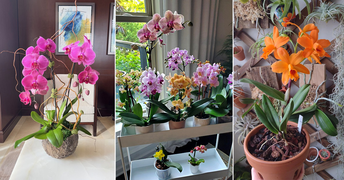 best orchid colors