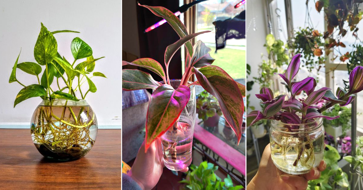 indoor plants that