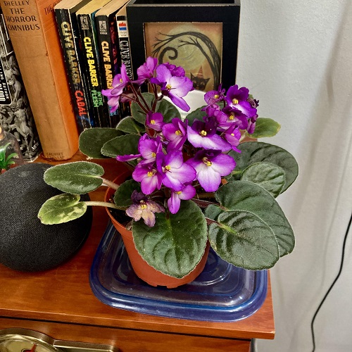 African violets.jpg