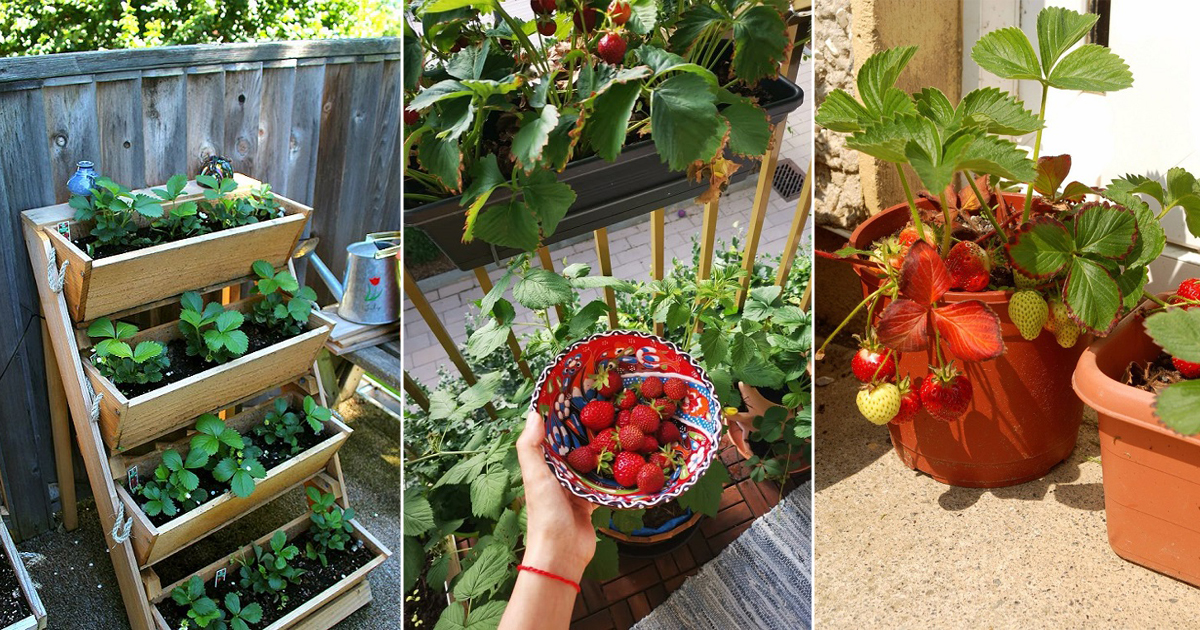 ideas grow strawberries