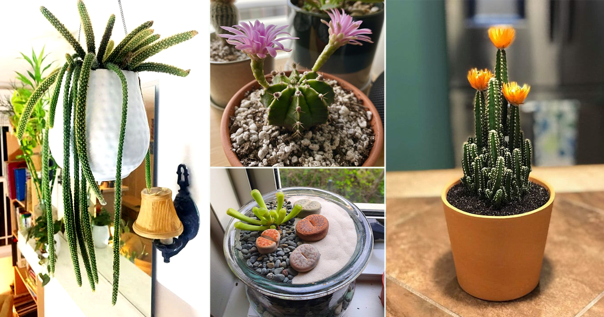 best indoor cactus