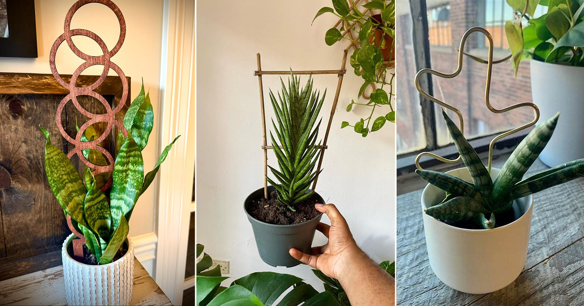 best snake plant
