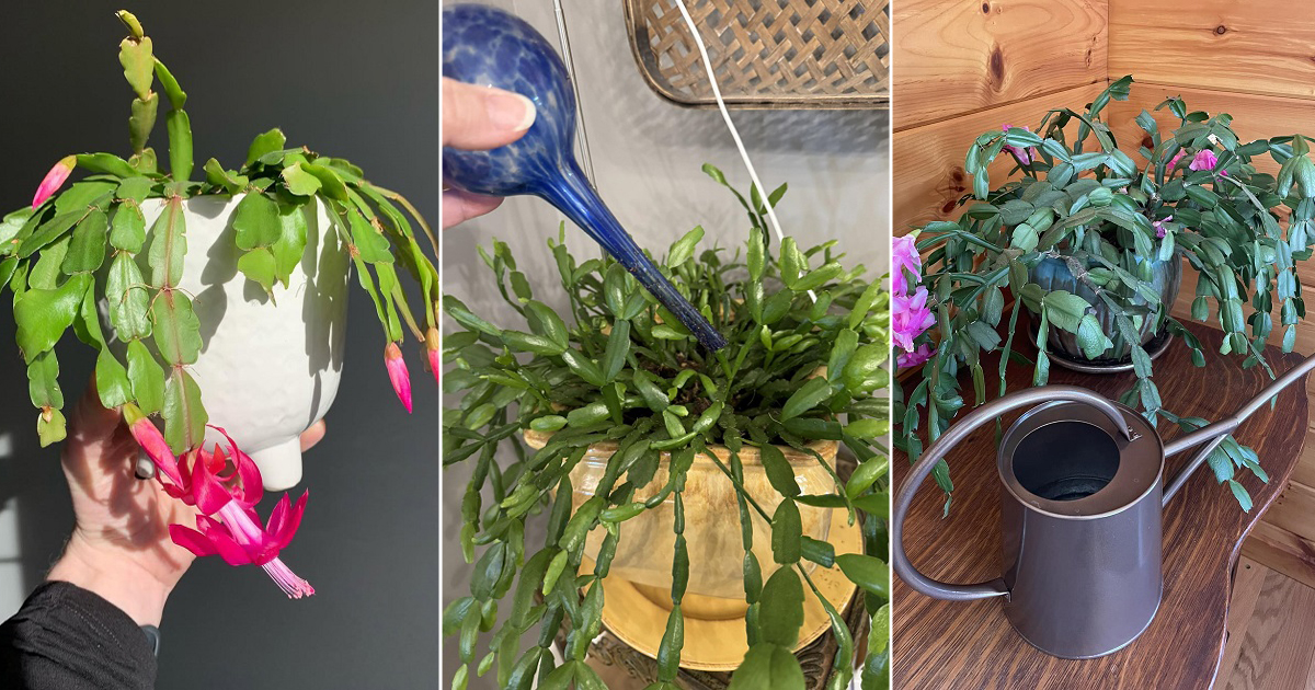christmas cactus care
