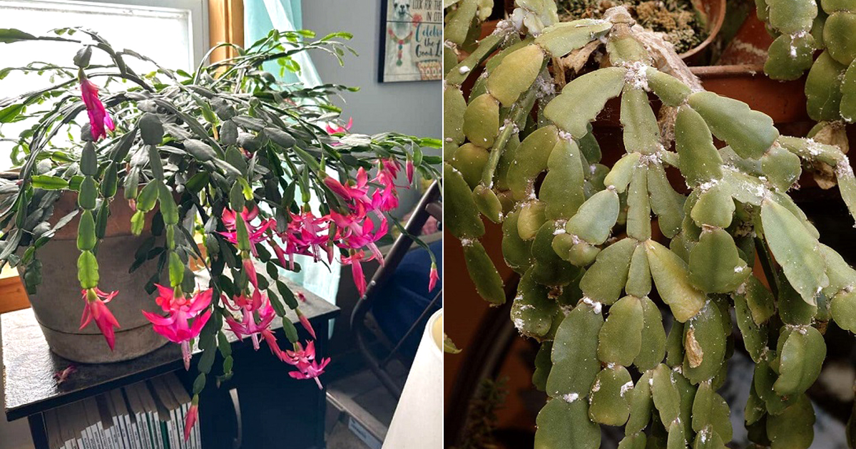 christmas cactus growing