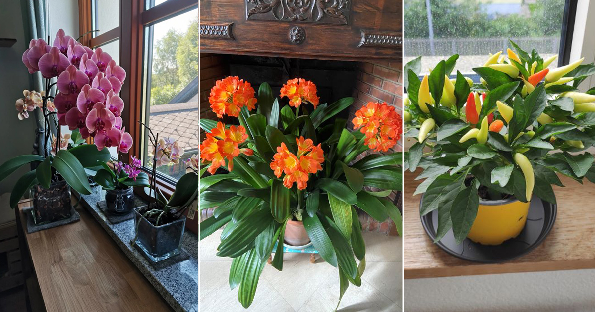 christmas houseplants you