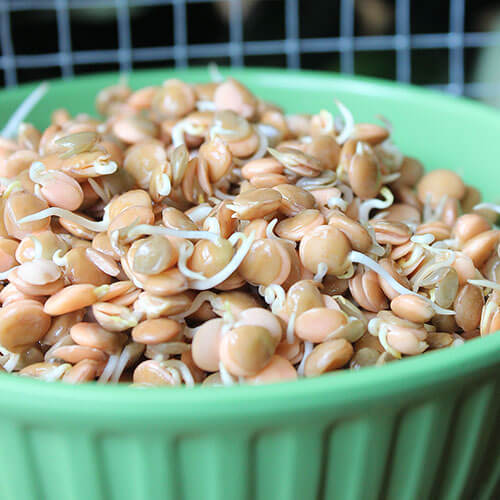 How To Sprout Lentils + 3 Delicious Sprouted Lentil Recipes! 2 sprout lentils delicious