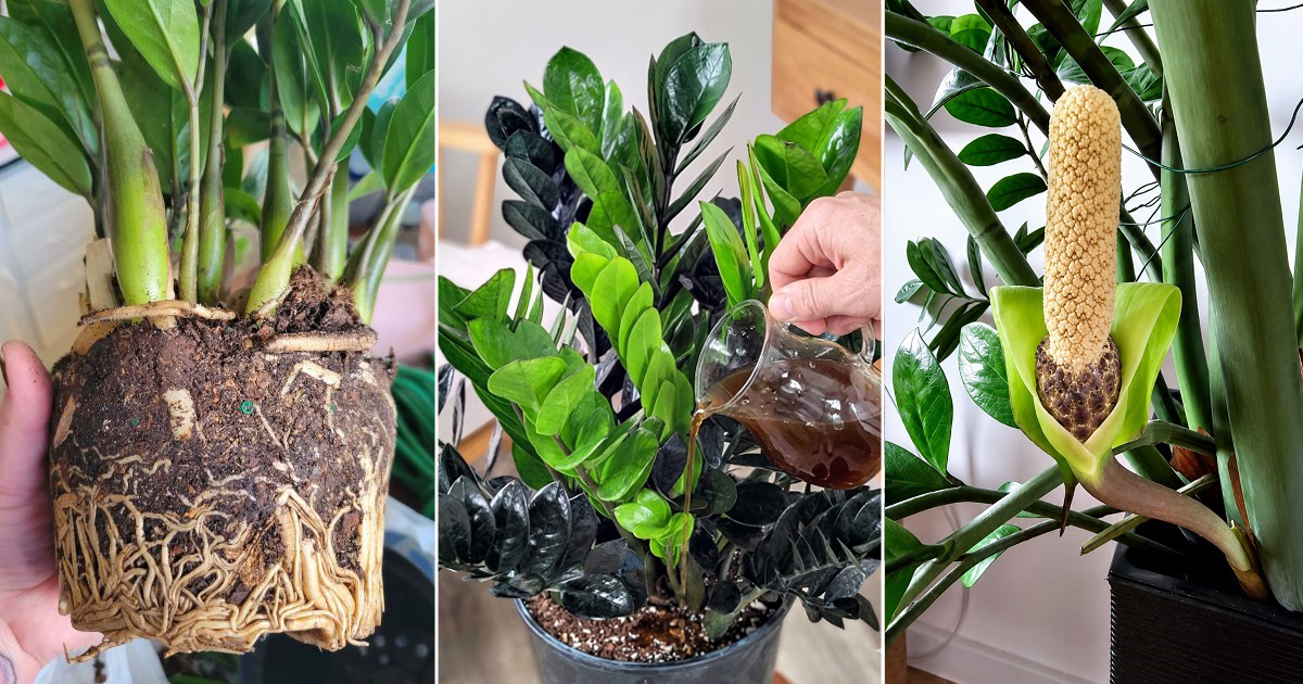 get your plant