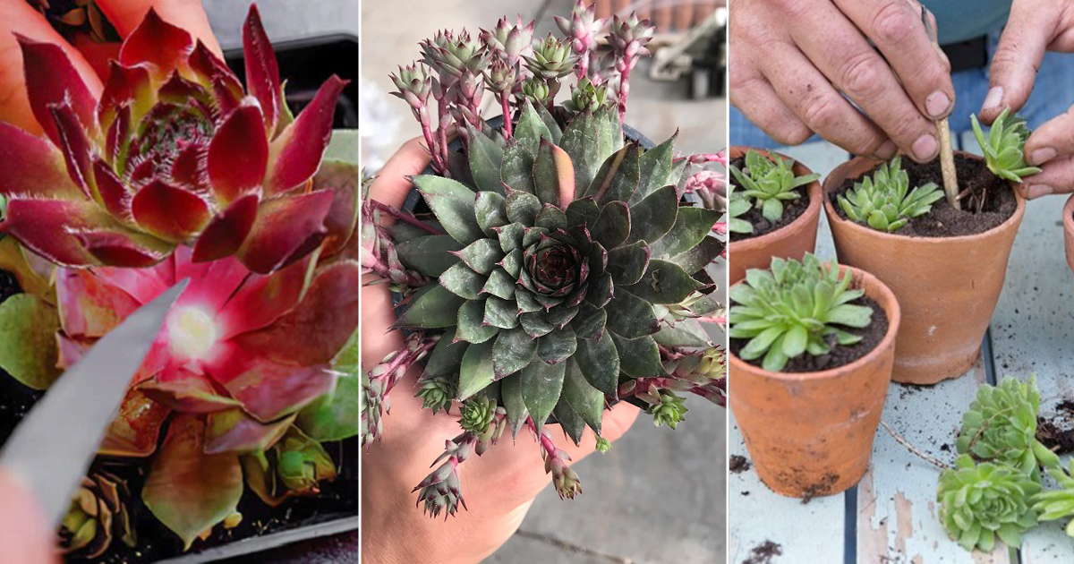 force unlimited sempervivum