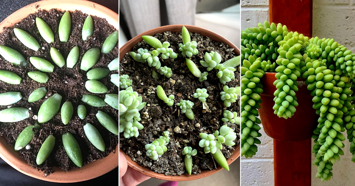 grow burros tail
