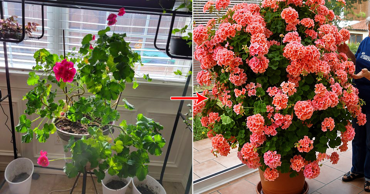 grow bushier geraniums