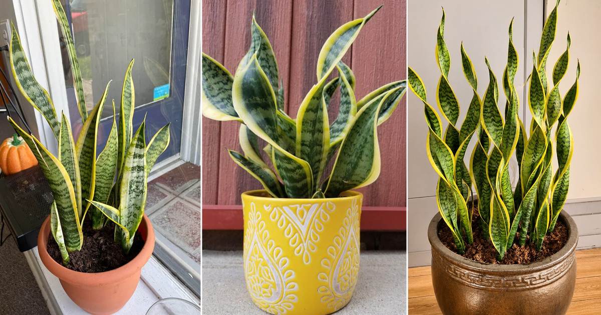 grow curvy snake