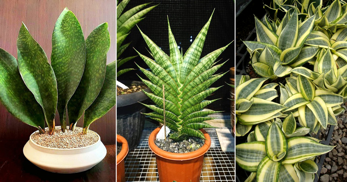 grow fanshaped snake