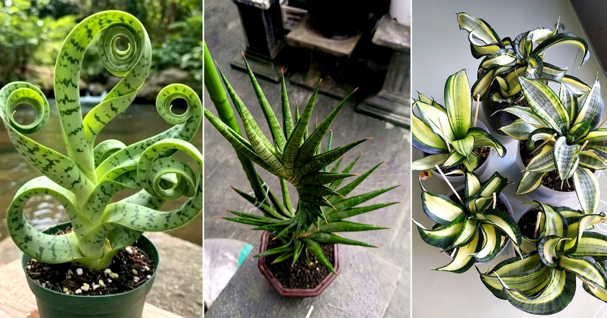 grow snake plant