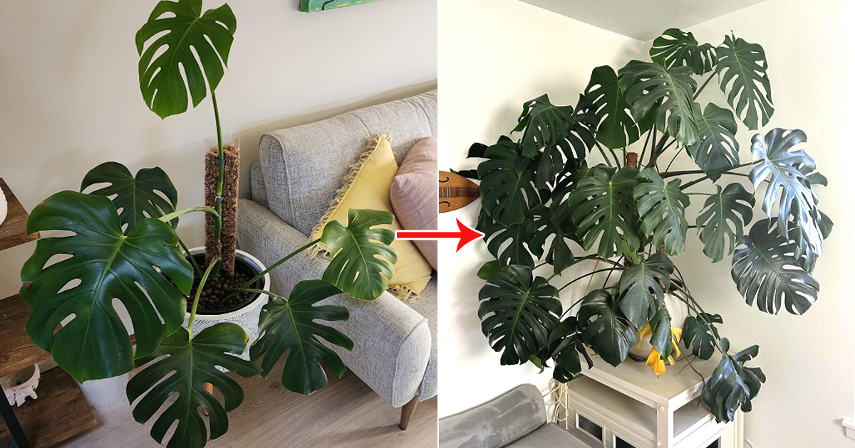 How to Make a Monstera Bushier: 12 Tricks That Actually Work 6 make monstera bushier