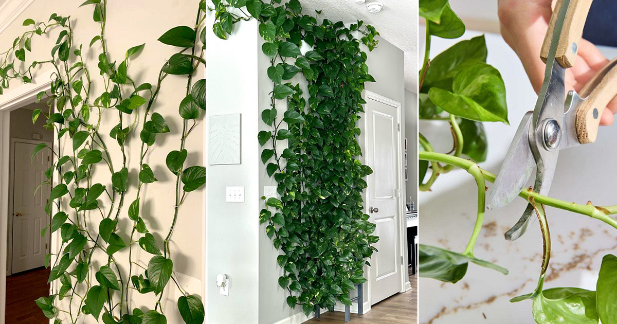 train pothos cover